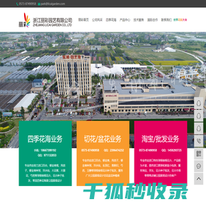 郁金香种球