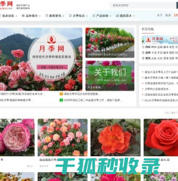 月季网
